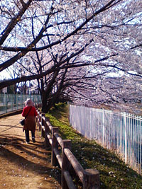 さ↑くら「桜」