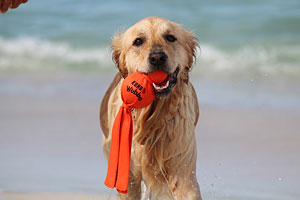 Yoko「Dog Beach」