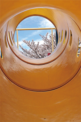 赤城「トンネル桜」