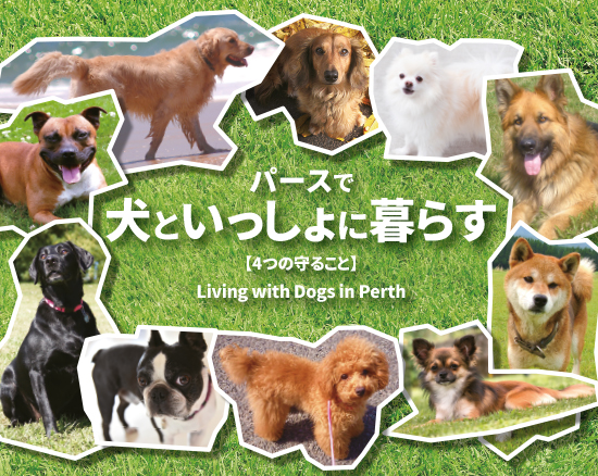 オーストラリア・パースでは公園やビーチなどでたくさんの犬を目にする機会が多く、犬がより人の暮らしに
